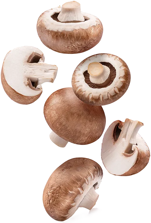 Brown mushrooms falling vertically
